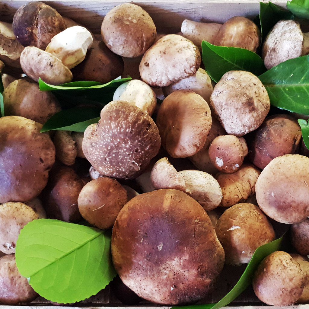 I Gelsi - Ristorante pizzeria a Gallarate - Specialità carne e pesce - Eventi e cerimonie - Pranzi di lavoro - funghi